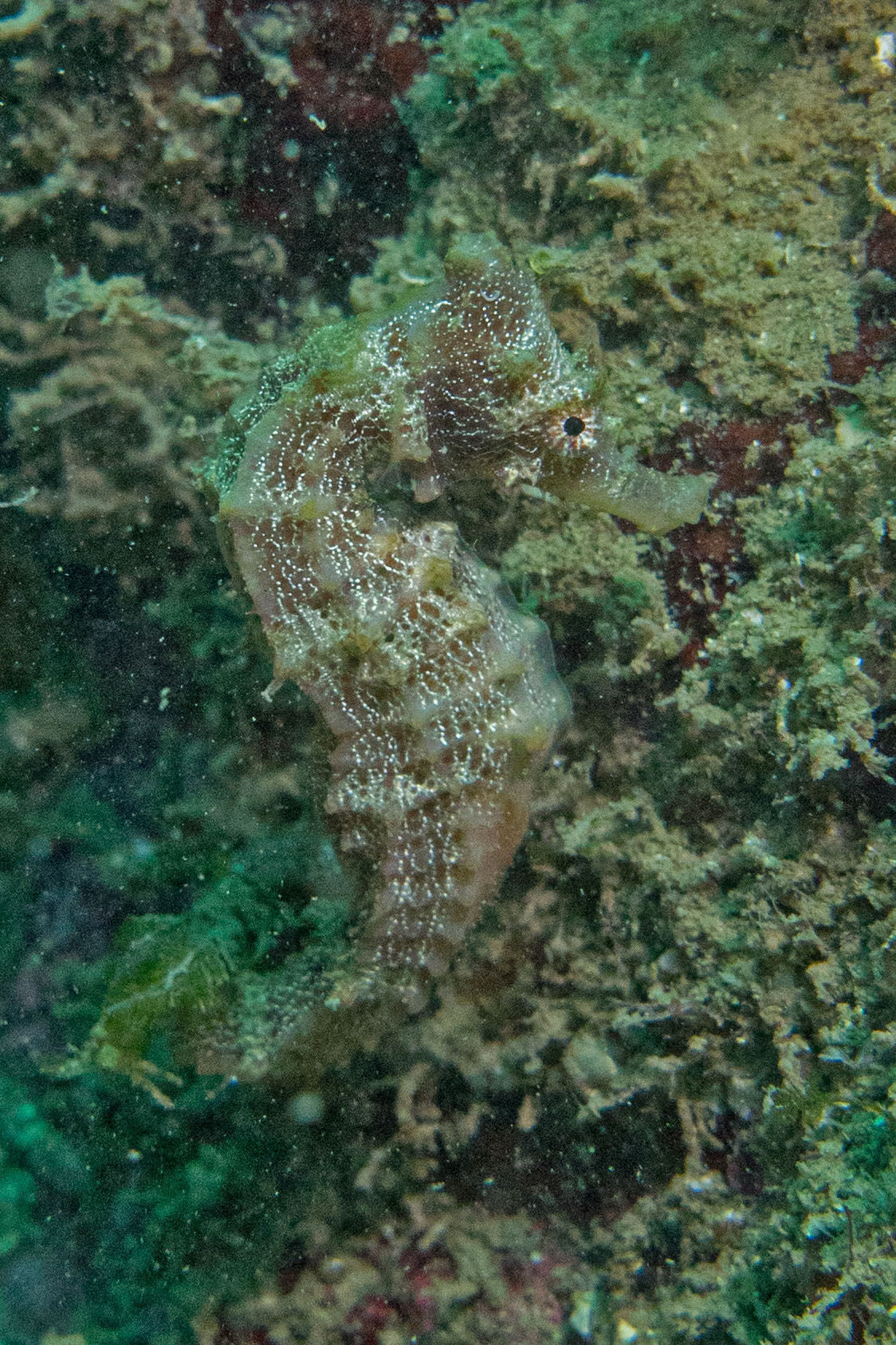 Night diving, Sea of Cortez, San Carlos